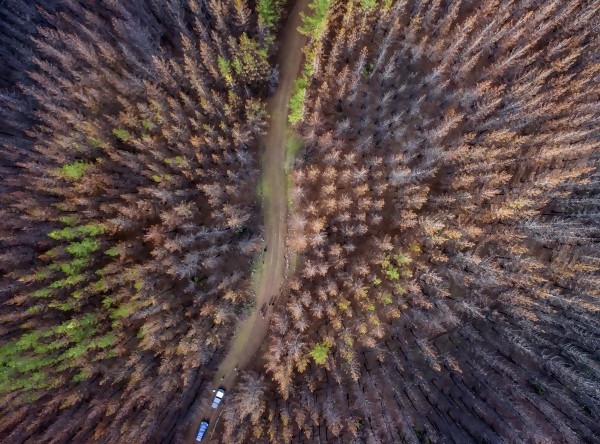 Chile, 23/06/2017. Vista aérea de un bosque reforestado con la ayuda de perros, tras haber sido consumido por un incendio, en Talca. || AFP Photo / Martin Bernetti