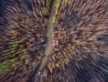 Chile, 23/06/2017. Vista aérea de un bosque reforestado con la ayuda de perros, tras haber sido consumido por un incendio, en Talca. || AFP Photo / Martin Bernetti