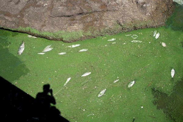 Cianobacterias y peces muertos || Río de la Plata visto desde la rambla a la altura de Ejido en Montevideo. || Ricardo Antúnez, adhocFOTOS