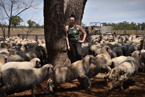 AUSTRALIA - Emma Billet, esquiladora de ovejas || AFP