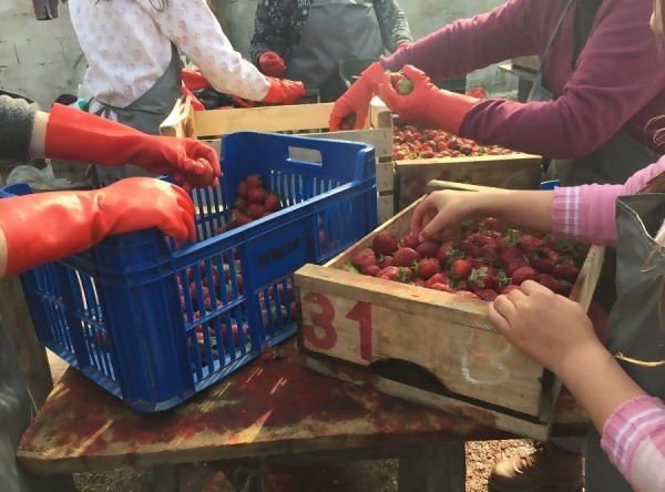 Cinco mujeres seleccionan las frutillas más frescas, una por una. Guantes rojos, mesa roja y piso rojo, fruto del jugo que desprenden las más maduras. || Nicolás Kronfeld