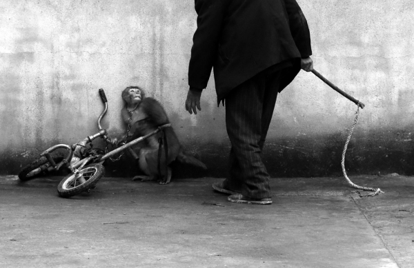 Mono siendo adiestrado para trabajar en un circo || YONGZI CHU (EFE)