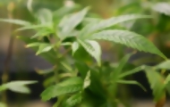 Portal 180 - Gobierno otorga dos licencias para producir marihuana