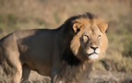 Portal 180 - Dos procesados en Zimbabue por cazar al león más famoso
