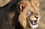 Portal 180 - Zimbabue restringe la caza mayor tras la muerte de Cecil