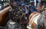 Portal 180 - Intendencia hará llamado para adoptar caballos