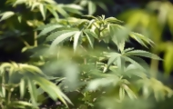 Portal 180 - Liberan a joven preso por marihuana: estaba registrado en el IRCCA