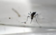 Portal 180 - Por dengue y zika acuerdan rebajar precios de repelentes en Argentina