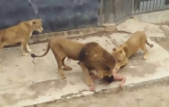 Portal 180 - Zoo de Chile sacrificó dos leones para frenar intento de suicidio​