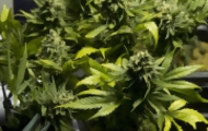 Portal 180 - Marihuana estatal: mismo THC pero menos tóxicos que el prensado paraguayo