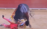 Portal 180 - Murió un joven torero español corneado en Teruel