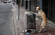 Portal 180 - Animalistas de Cotryba rechazan eutanasia en perros