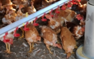 Portal 180 - Gobierno suspendió importación de aves chilenas por brote de gripe aviar