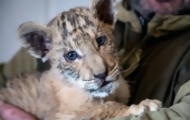 Portal 180 - Nació un bebé ligre, un cruce entre un león y una tigresa, en un zoo de Rusia