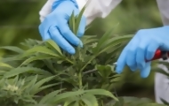 Portal 180 - “No es descabellado hablar de 1.000 millones de dólares” por exportaciones de cannabis