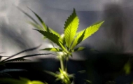 Portal 180 - Pediatras del Cono Sur “alarmados” por consumo de marihuana