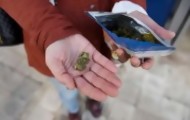 Portal 180 - Cómo consumir la marihuana estatal