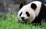 Portal 180 - Los pandas gigantes amenazados por el cambio climático