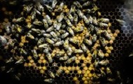 Portal 180 - MGAP: causa de muerte de abejas en Salto y Paysandú fue un producto ilegal desde 2009