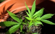 Portal 180 - Gobierno habilitó venta de marihuana medicinal bajo receta profesional