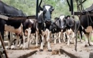 Portal 180 - Aguerre confirmó que Brasil levantó bloqueo a lácteos uruguayos