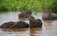 Portal 180 - El Pantanal, un tesoro amenazado en el corazón de Sudamérica​