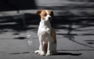 Portal 180 - Veterinarios debaten la sobrepoblación de perros y posible eutanasia