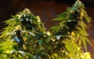 Portal 180 - Empresas de cannabis no piden nada, “solo exportar”