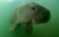 Portal 180 - Hallaron nueva cría huérfana de dugongo en Tailandia