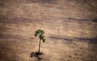 Portal 180 - Amazonia: en siete meses se deforestó más que en todo el año pasado