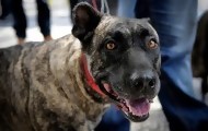 Portal 180 - Nueva reglamentación sobre tenencia de perros con multas de hasta 10.000 pesos