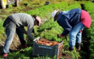 Portal 180 - Temporal golpeó producción hortifrutícola en el peor momento