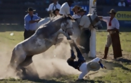 Portal 180 - Intendencia convoca a debate sobre maltrato animal en las jineteadas