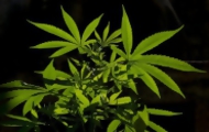 Portal 180 - Organismo de drogas de ONU cuestionó ley sobre cannabis