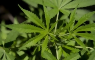 Portal 180 - Gobierno reglamentó marihuana medicinal