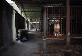 Portal 180 - La carne de perro para el consumo vive sus horas más bajas en Corea del Sur