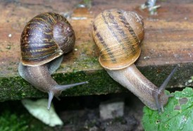 Portal 180 - Murió Jeremy, uno de los pocos “caracoles zurdos”