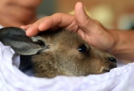 Portal 180 - Australia: incendios están siendo una especie de “holocausto” para los animales