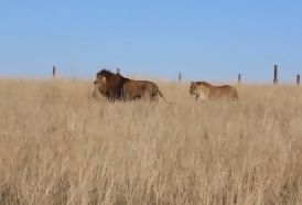 Portal 180 - Los leones uruguayos ya viven en libertad