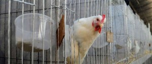 Portal 180 - “Es imposible que exista un acuerdo de precios” en la carne de pollo