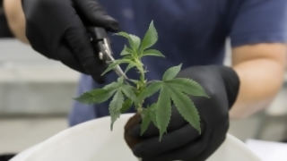 Marihuana medicinal: desde legalización en 2013 “no se avanzó un milímetro” | 180