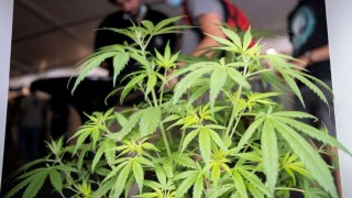 Cambios en la regulación: el “nicho” del cannabis turístico y “el de las farmacias que no pega” | 180