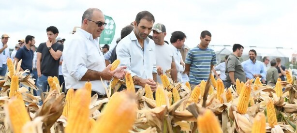 Portal 180 - ADP-Agronegocios del Plata renueva su evento de actualización de cultivos de verano