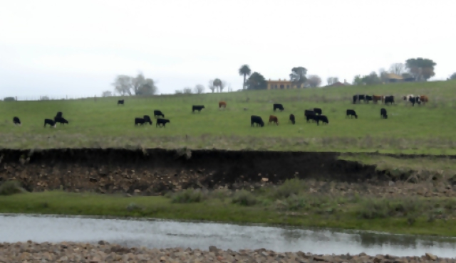 Hay más productores de leche que en 2005