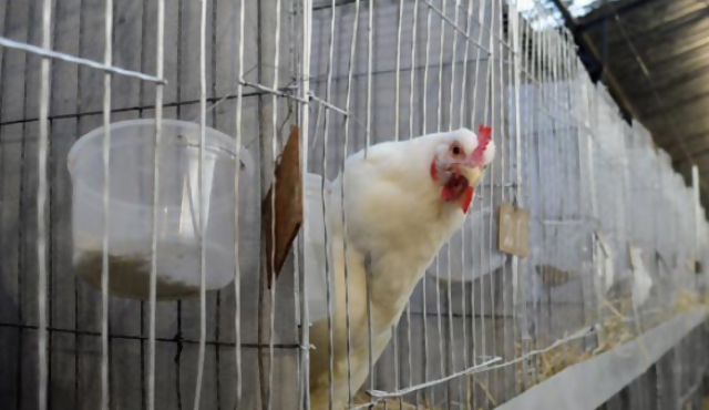 Cuarto mes de suba del pollo