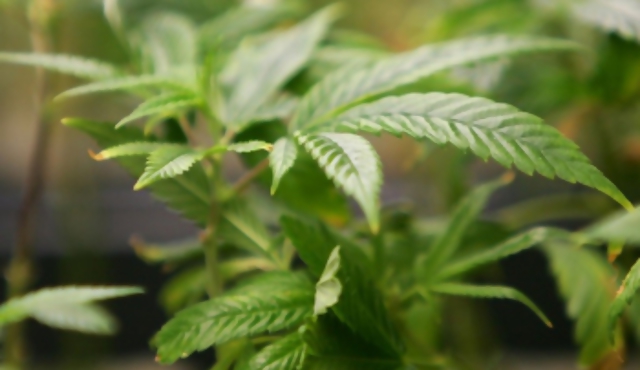 Colombia legaliza la marihuana con fines terapéuticos