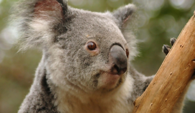 Australia mató 700 koalas que sufrían hambre