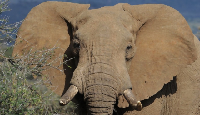 Elefantes africanos en peligro de extinción