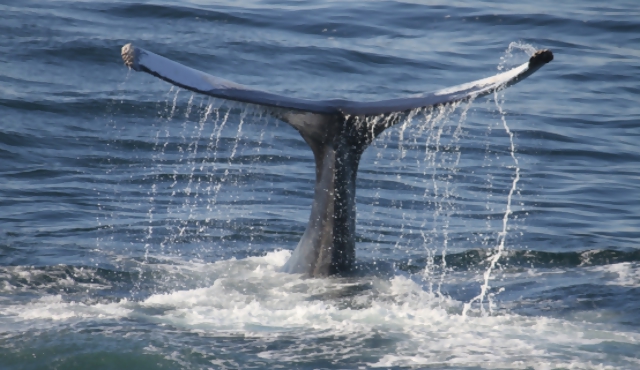 Polémica por caza “científica” de ballenas en Japón