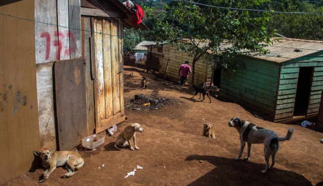En Brasil hay más perros que niños